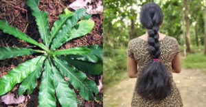 Hair Growth Treatment