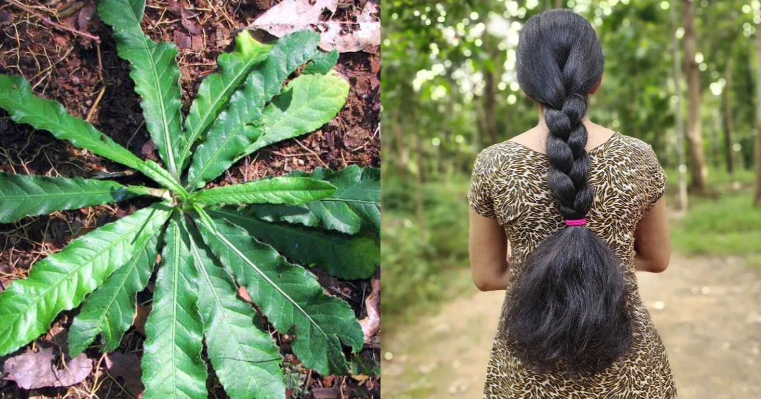 Hair Growth Treatment