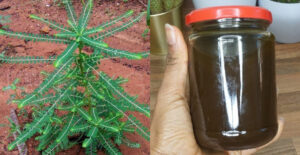 Keezharnelli Hair Oil Recipe