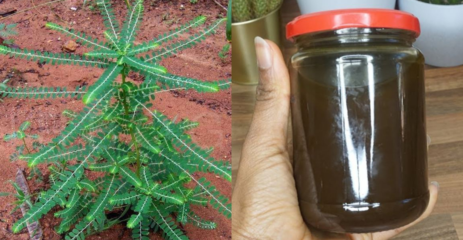 Keezharnelli Hair Oil Recipe