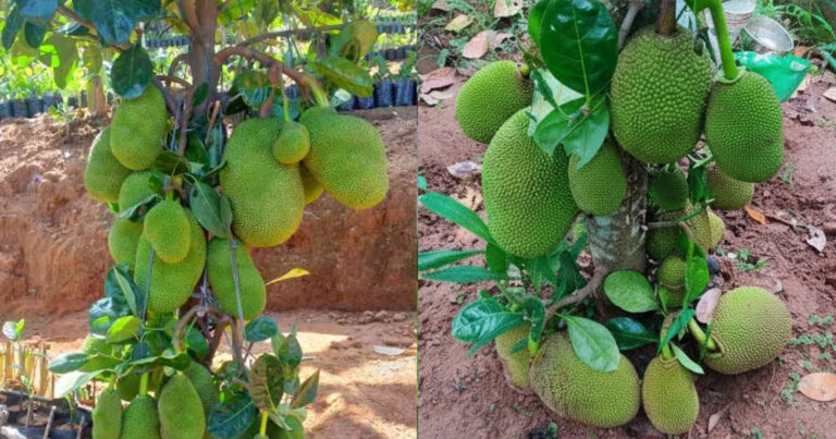 Jackfruit Cultivation Best Tips