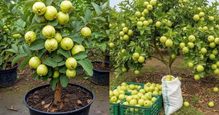 Guava Organic Fertilizer