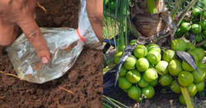 How To Plant Coconut Tree
