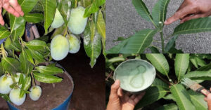 Mango Tree Pruning Tips