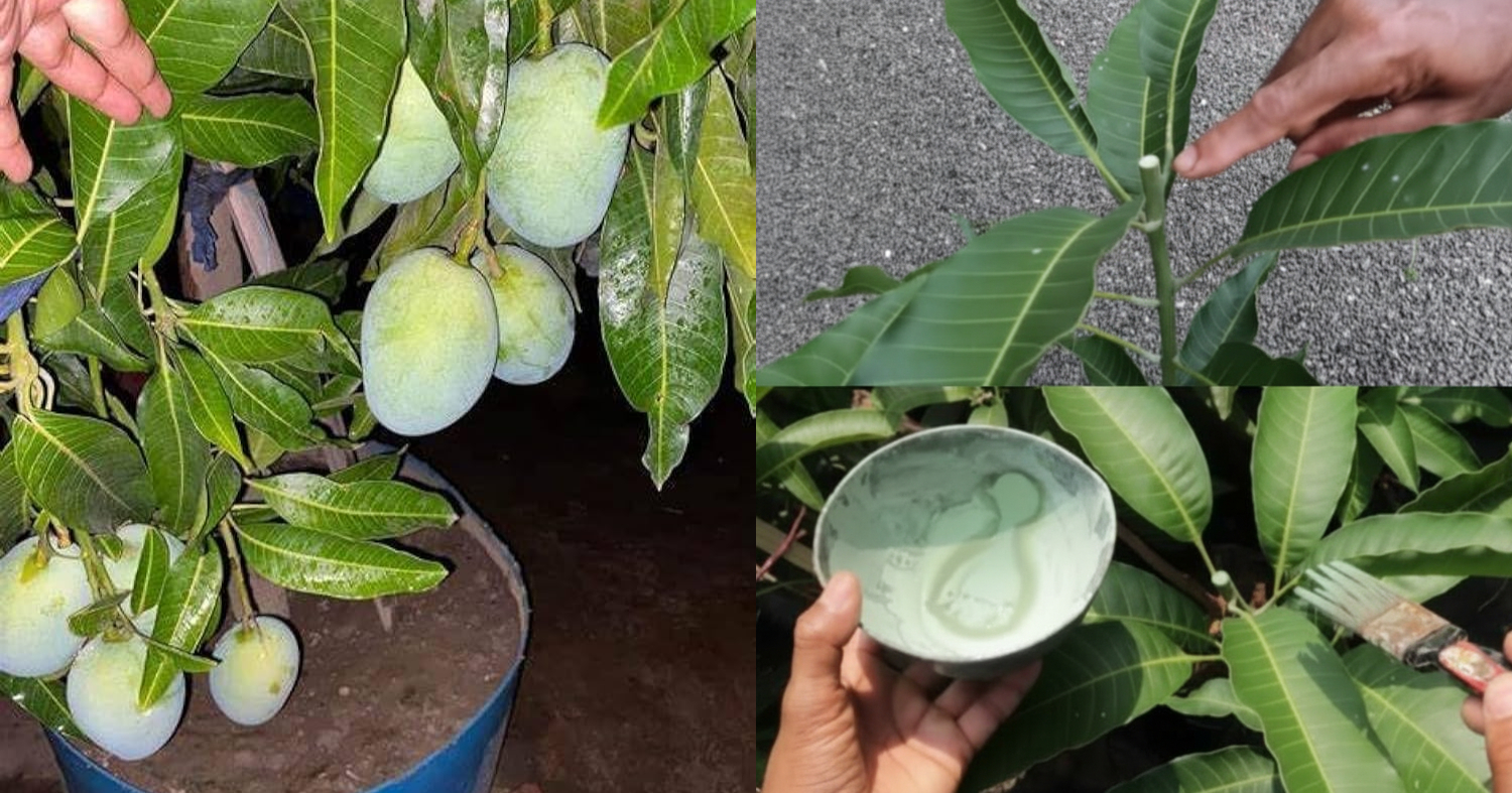 Mango Tree Pruning Tips