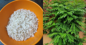 Curry leaves Easy Fertilizer