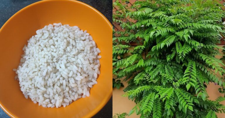 Curry leaves Easy Fertilizer