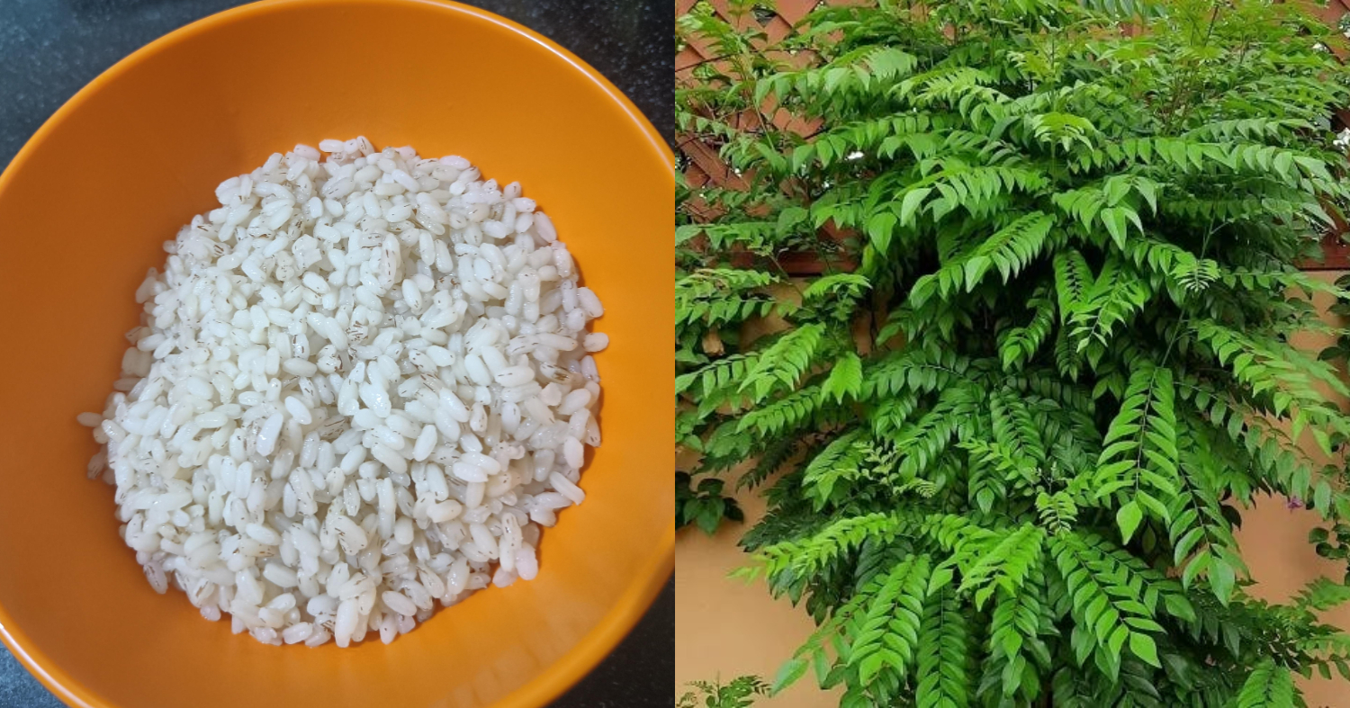 Curry leaves Easy Fertilizer