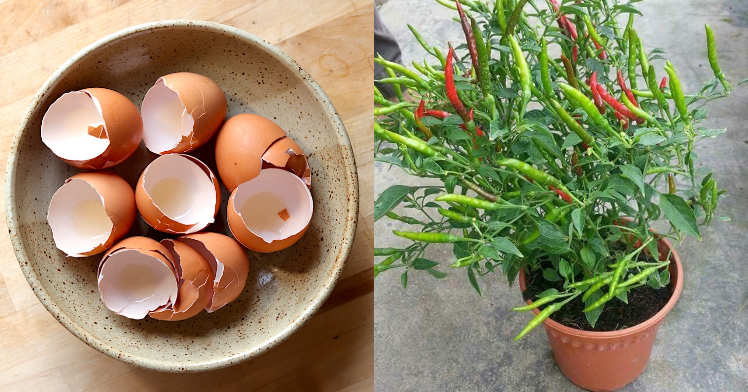 Egg Shell Fertilizer For Chilly