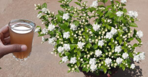 Magic Fertilizer For Jasmine Plant