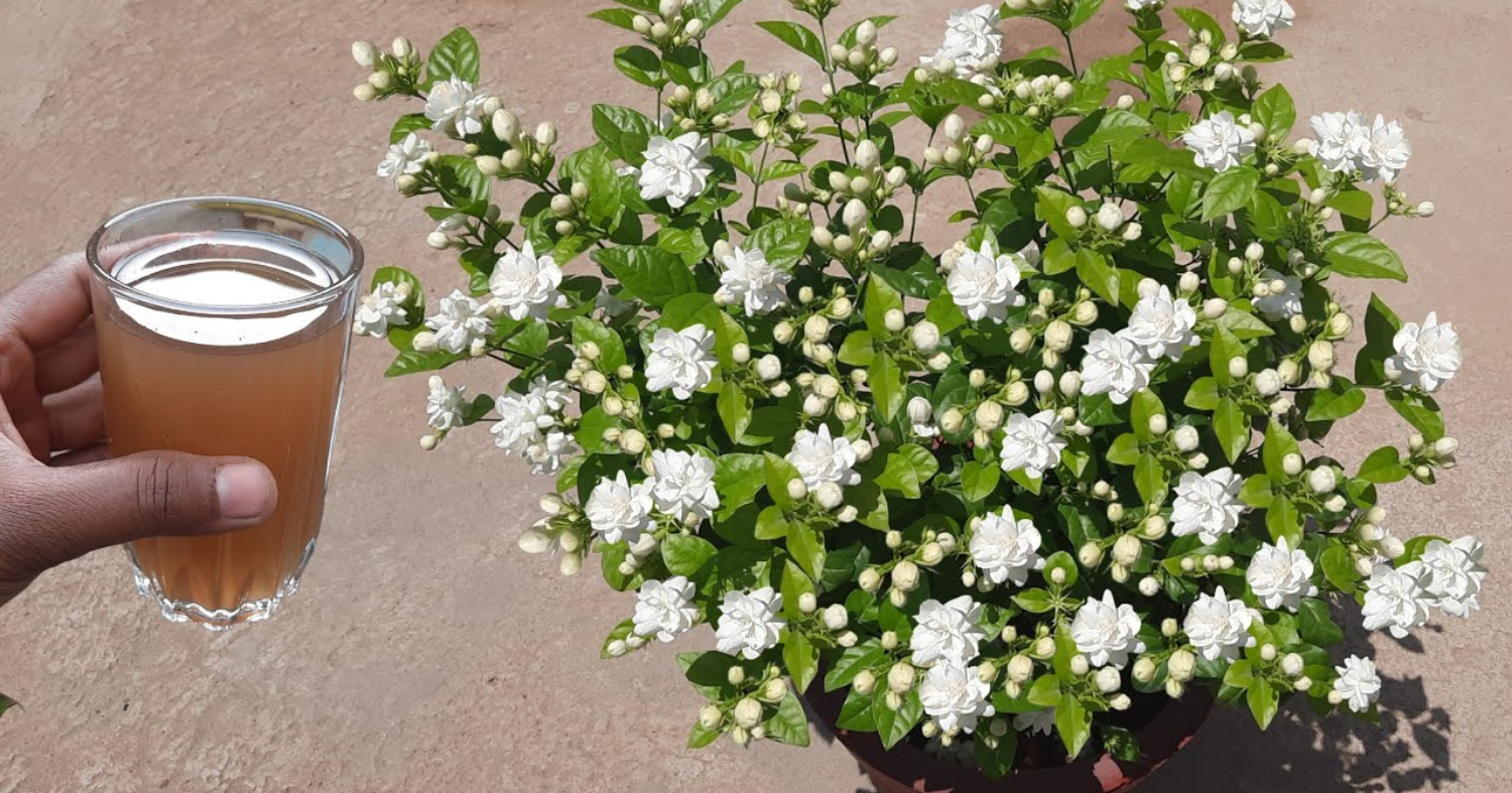 Magic Fertilizer For Jasmine Plant