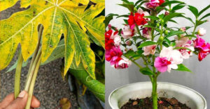 Papaya Leaf For Fast Growing
