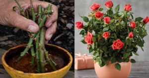 Root Rose From Cutting