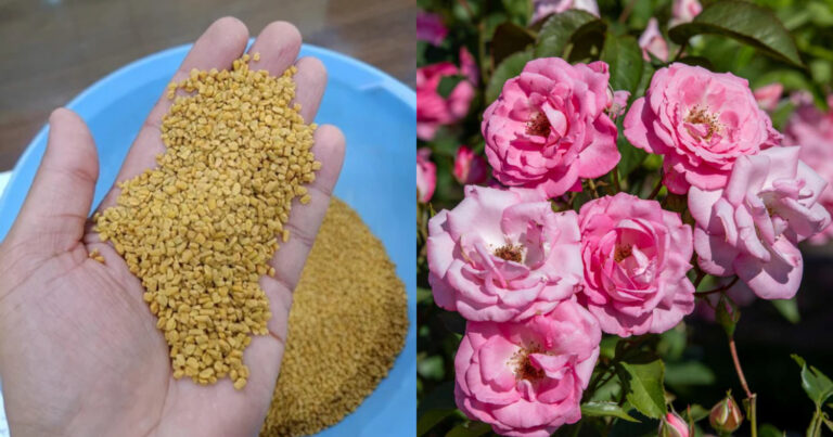 Rose Gardening Tip Using Fenugreek