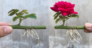Rose Plant Fast Growing Method