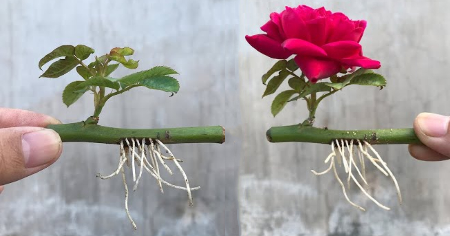 Rose Plant Fast Growing Method