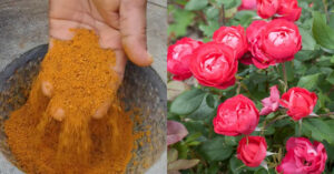 Rose Plant Flowering Tip