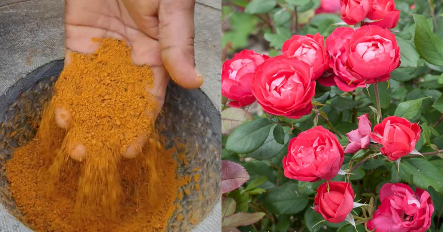 Rose Plant Flowering Tip