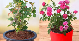 Rose Plants Become Stunted And Flourish