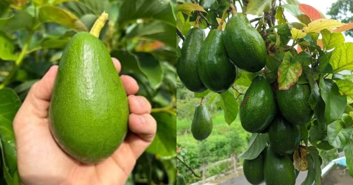 Avocado Cultivation Tips