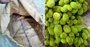 Chakka Krishi Using Chaak