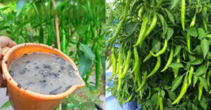 Easy Chili Farming Tips