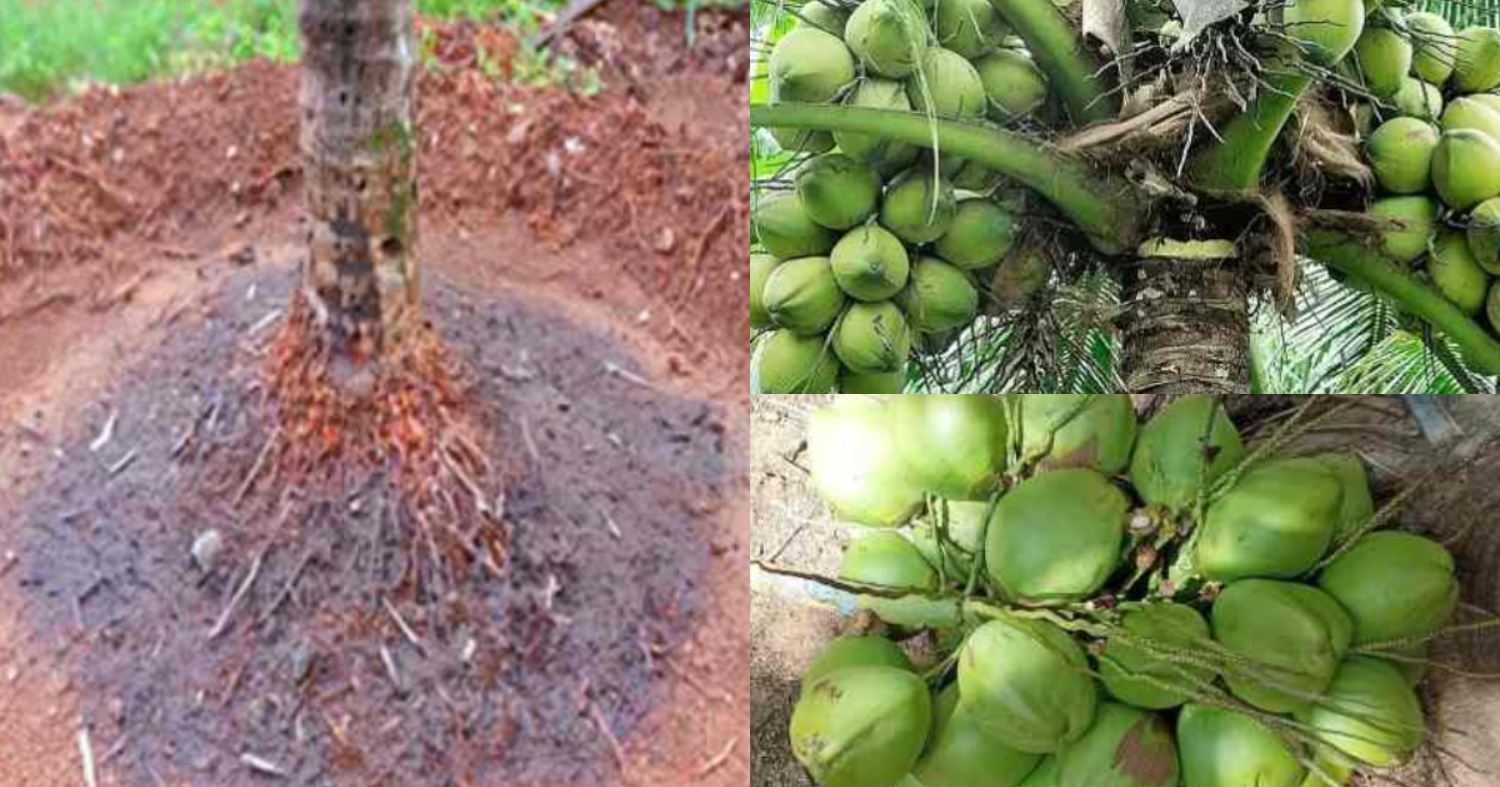 Easy Coconut Krishi Tips