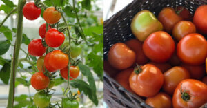Easy Tomato Cultivation Tips