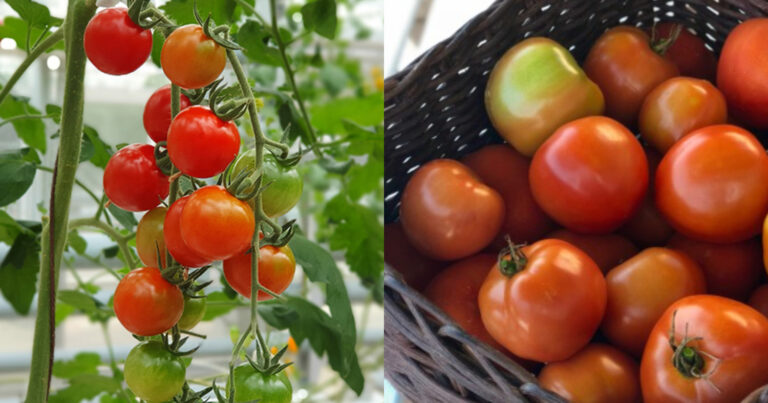 Easy Tomato Cultivation Tips