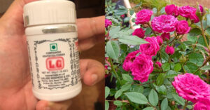 Gardern Flower Cultivation Tricks