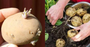 How to grow potatoes easily