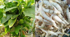Kuva Krishi Tips