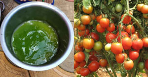 Magic Fertilizer For Vegetables