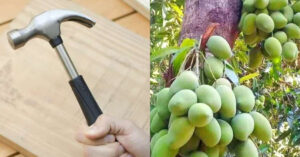 Mango Tree Cultivation
