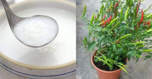 Pachamulaku Krishi Tricks
