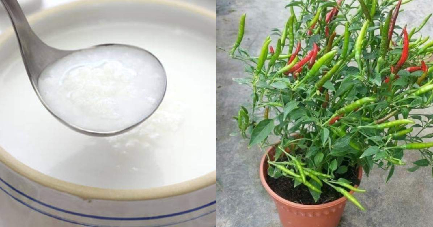 Pachamulaku Krishi Tricks