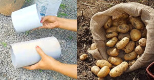 Potato Farming Tips