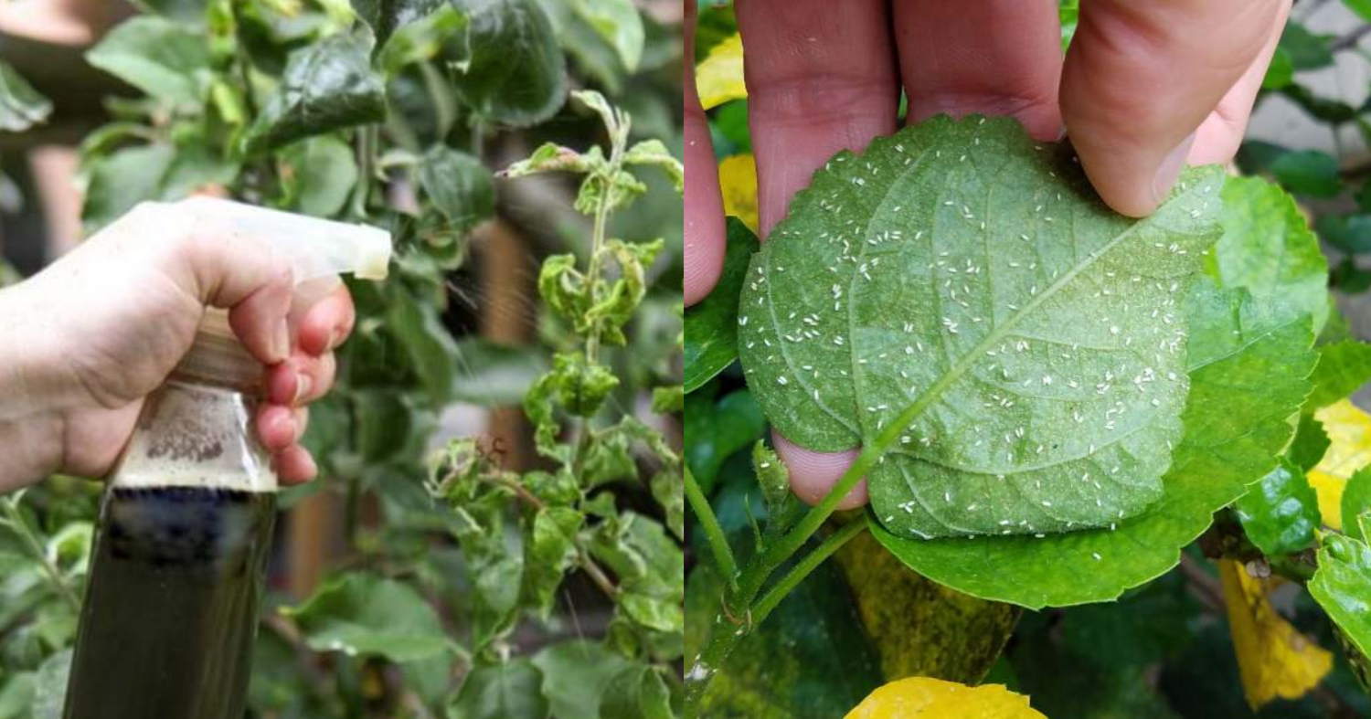 Success Tips Get Rid of Whiteflies