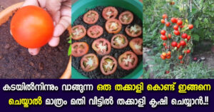 Tomato Cultivation Tricks