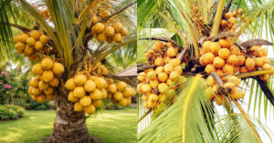 Coconut Farming and Cultivation Tips