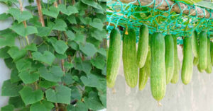 Cucumber Krishi Tips