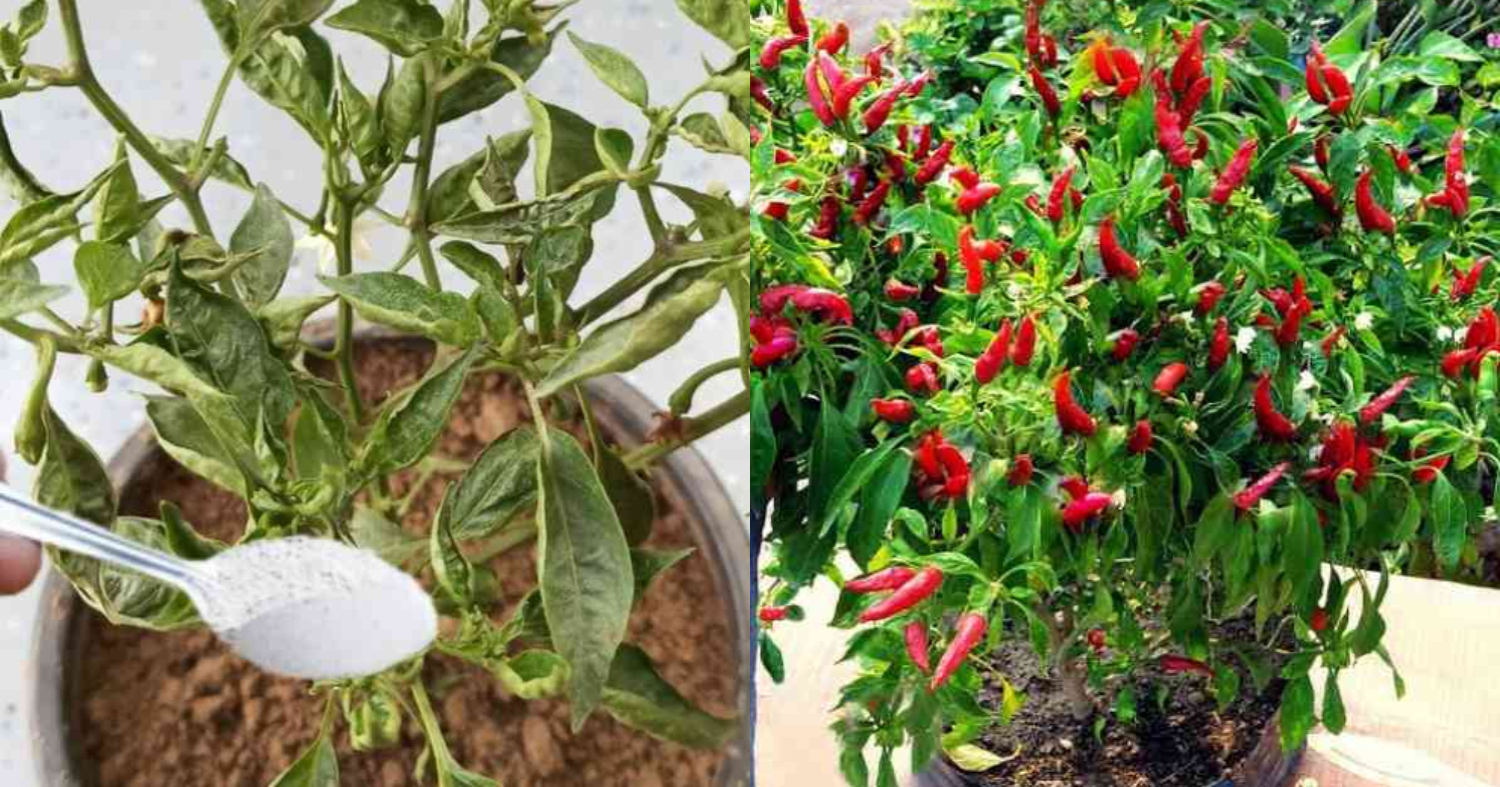 Easy Chilli Plant Leaf Curl Solution