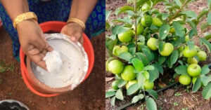 Easy Guava Cultivation Tips