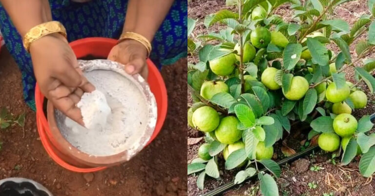 Easy Guava Cultivation Tips