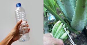 Easy Kattarvazha Cultivation Using Bottle