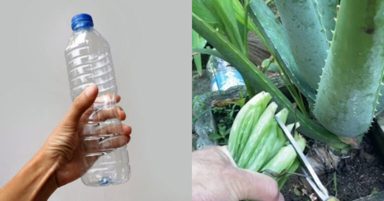 Easy Kattarvazha Cultivation Using Bottle