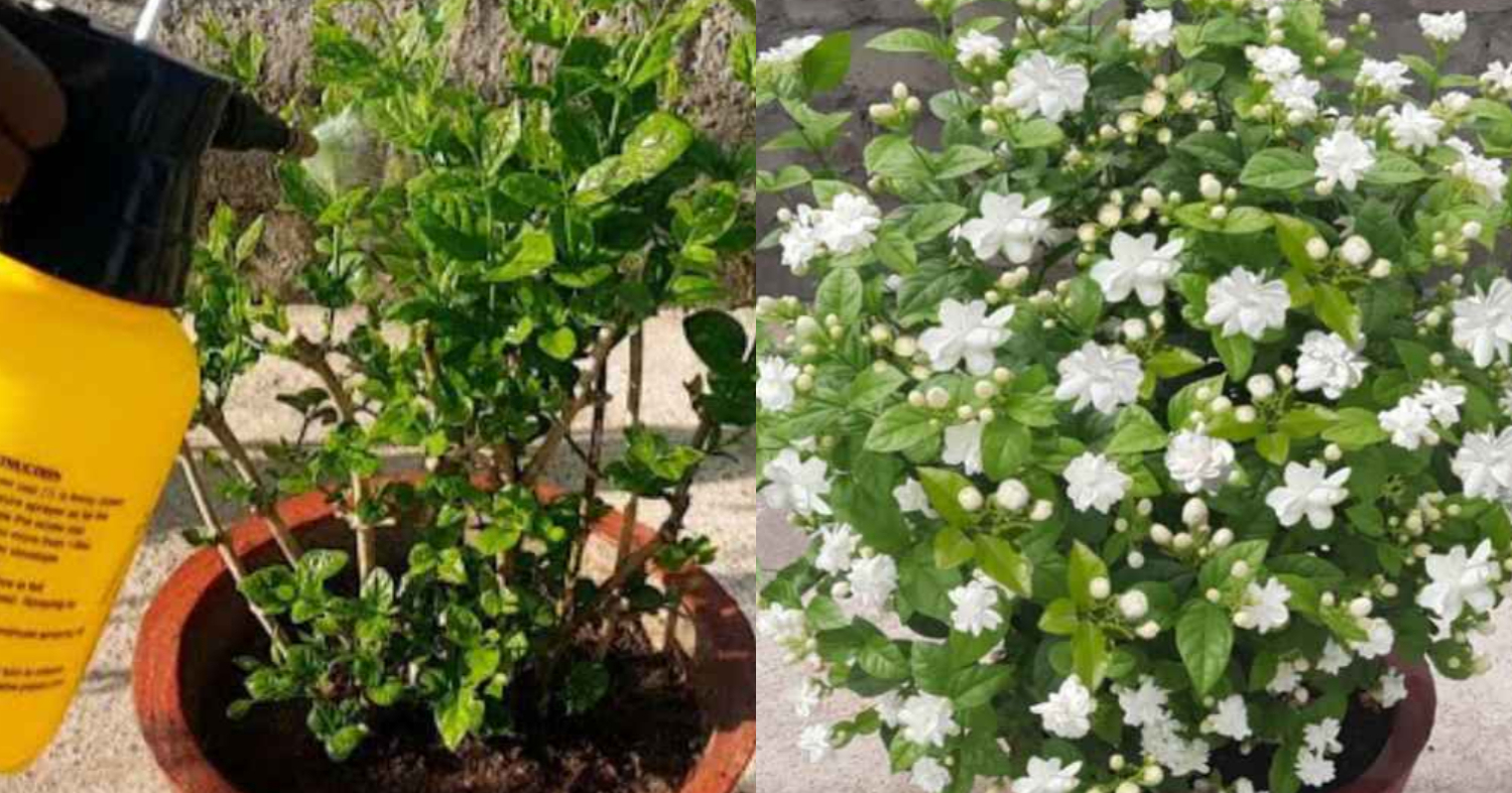 Easy Kuttimulla Flowering Tips