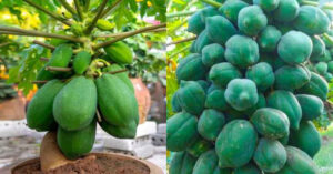 Easy Papaya Krishi