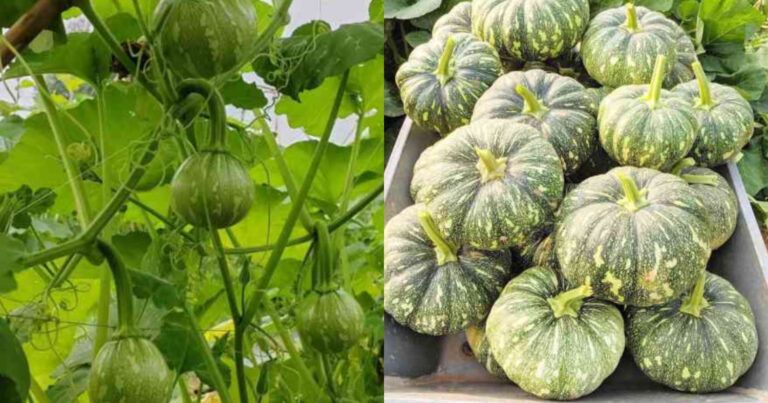 Easy Pumpkin Cultivation Tips