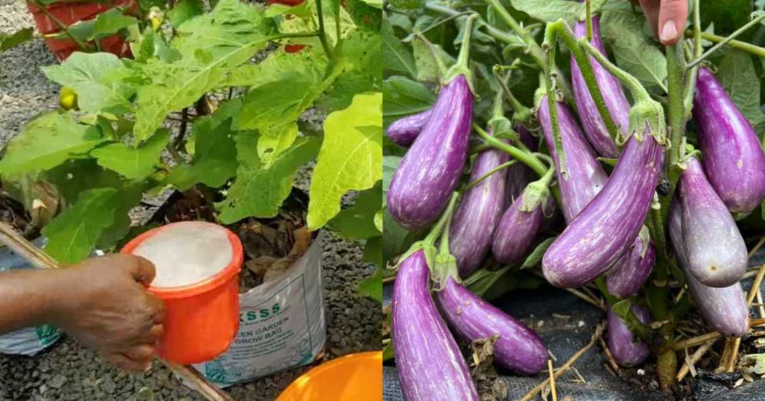 Easy Tips To Vazhuthana Krishi